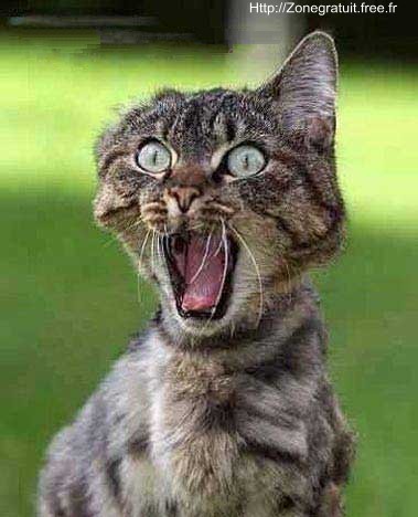peur de chat!!