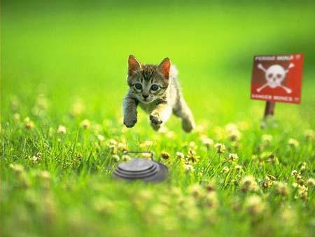 chaton