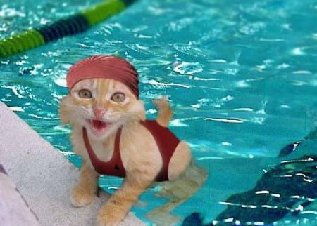 chat nageur!