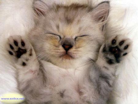 chat trognon!!!!