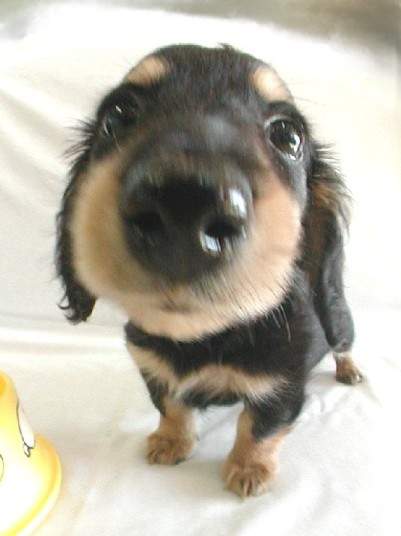 chiot