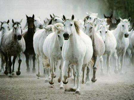 chevaux