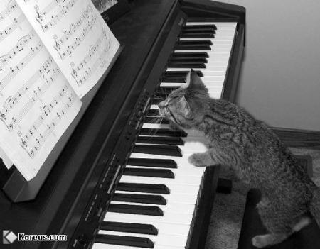 la musique chat calme!!!