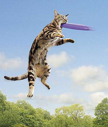 chat frizbee
