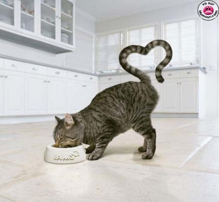 c'est trop fort chat!!!